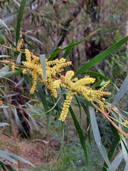 Acacia longifolia