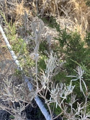 Parolinia ornata