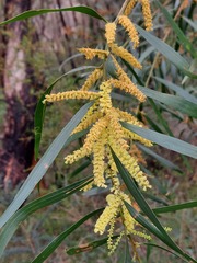 Acacia longifolia