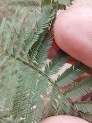 Acacia parvipinnula