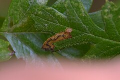 Lyonetia clerkella