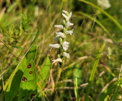 Spiranthes incurva