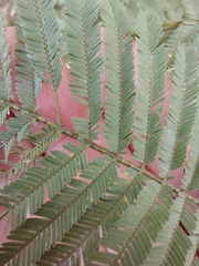 Acacia parvipinnula