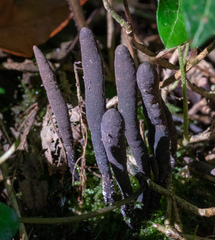 Xylaria longipes