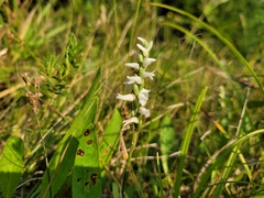 Spiranthes incurva