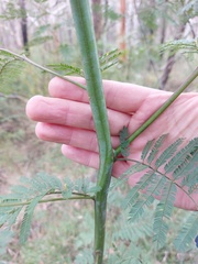 Acacia parvipinnula
