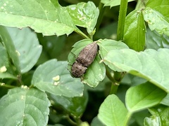 Agrypnus binodulus binodulus