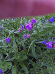 Echium plantagineum