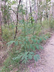 Acacia parvipinnula