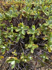 Veronica cryptomorpha