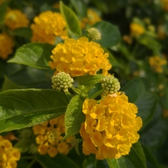 Lantana depressa