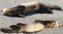 Mustela putorius