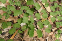 Adiantum atroviride