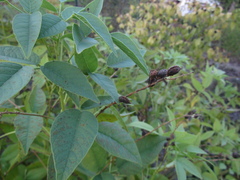 Lespedeza