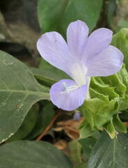 Barleria strigosa