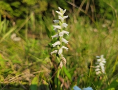 Spiranthes incurva