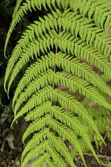 Macrothelypteris