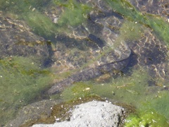 Anguilla megastoma