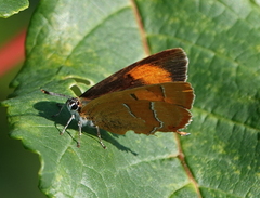 Thecla betulae