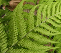 Macrothelypteris