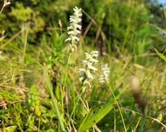 Spiranthes incurva