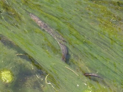 Anguilla megastoma