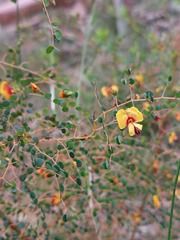 Bossiaea lenticularis