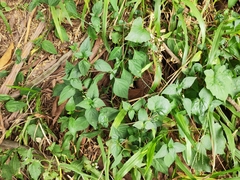 Dicliptera chinensis