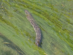 Anguilla megastoma