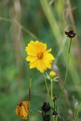 Coreopsis grandiflora