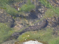 Anguilla megastoma