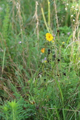 Coreopsis grandiflora