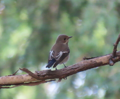 Ficedula hypoleuca