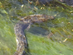 Anguilla megastoma