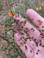 Bossiaea lenticularis