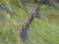 Anguilla megastoma