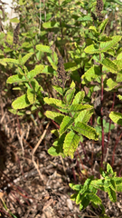 Spiraea tomentosa