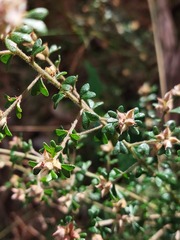 Pultenaea scabra