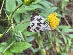 Nyctemera adversata
