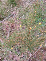 Bossiaea lenticularis