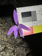 Glossodia major