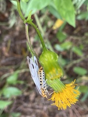 Nyctemera adversata