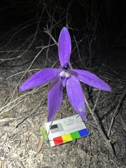 Glossodia major