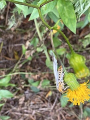 Nyctemera adversata