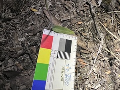 Glossodia major