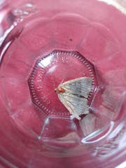 Mormo maura