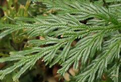 Selaginella longipinna