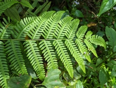 Pteris