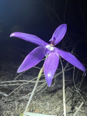 Glossodia major
