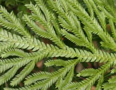 Selaginella longipinna